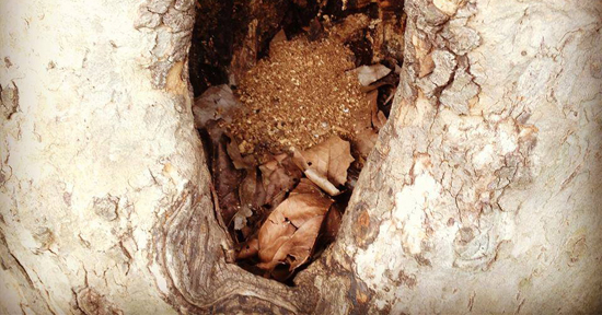 Janela Poética IV